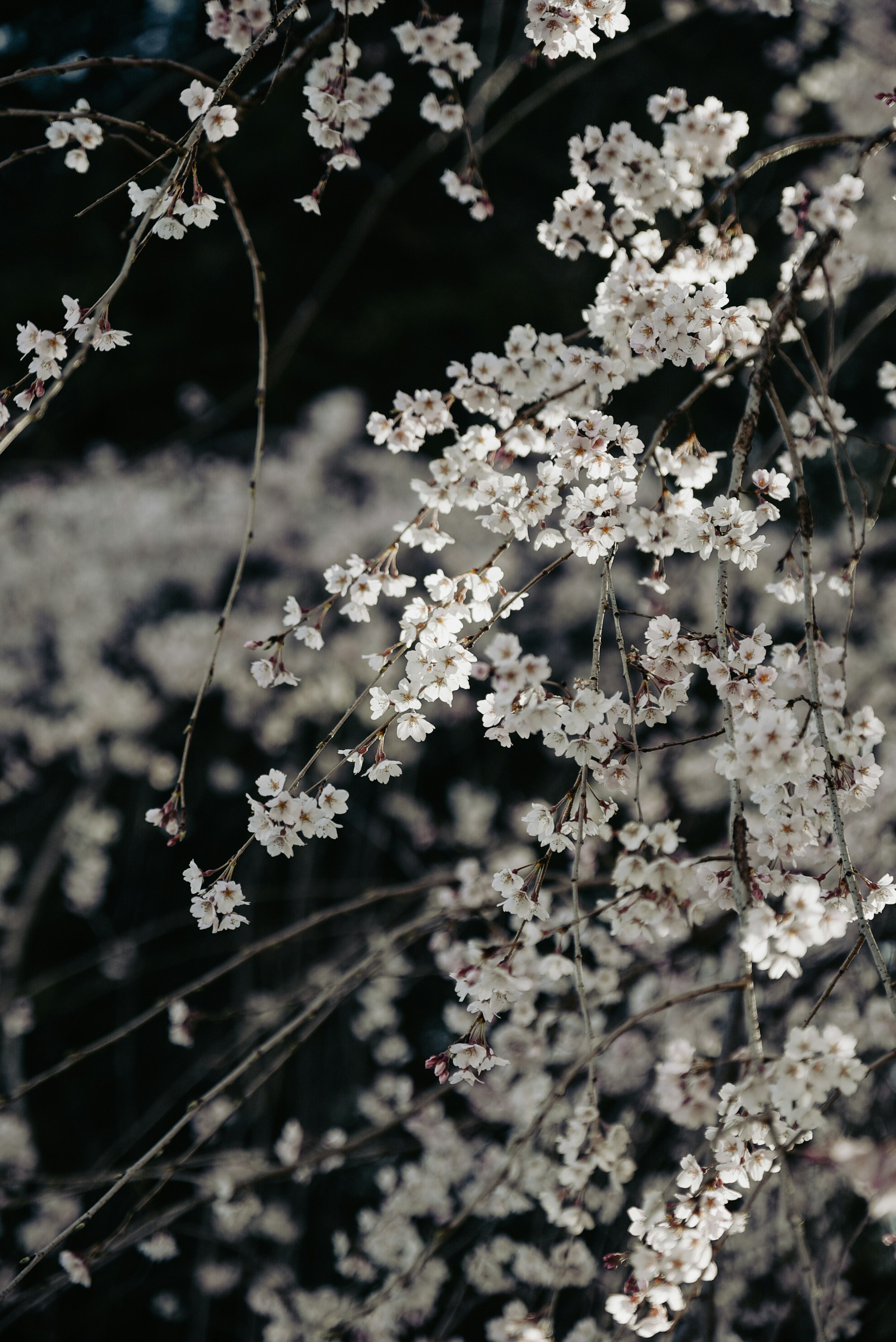 Photo by renatakneedham