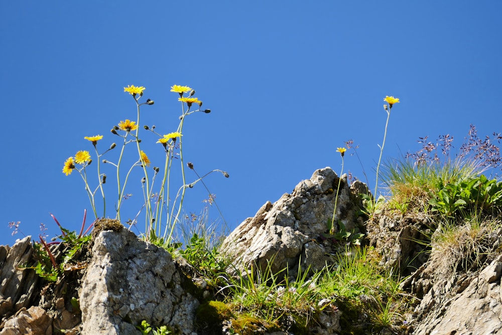 a bunch of yellow flowers growing out of some rocks