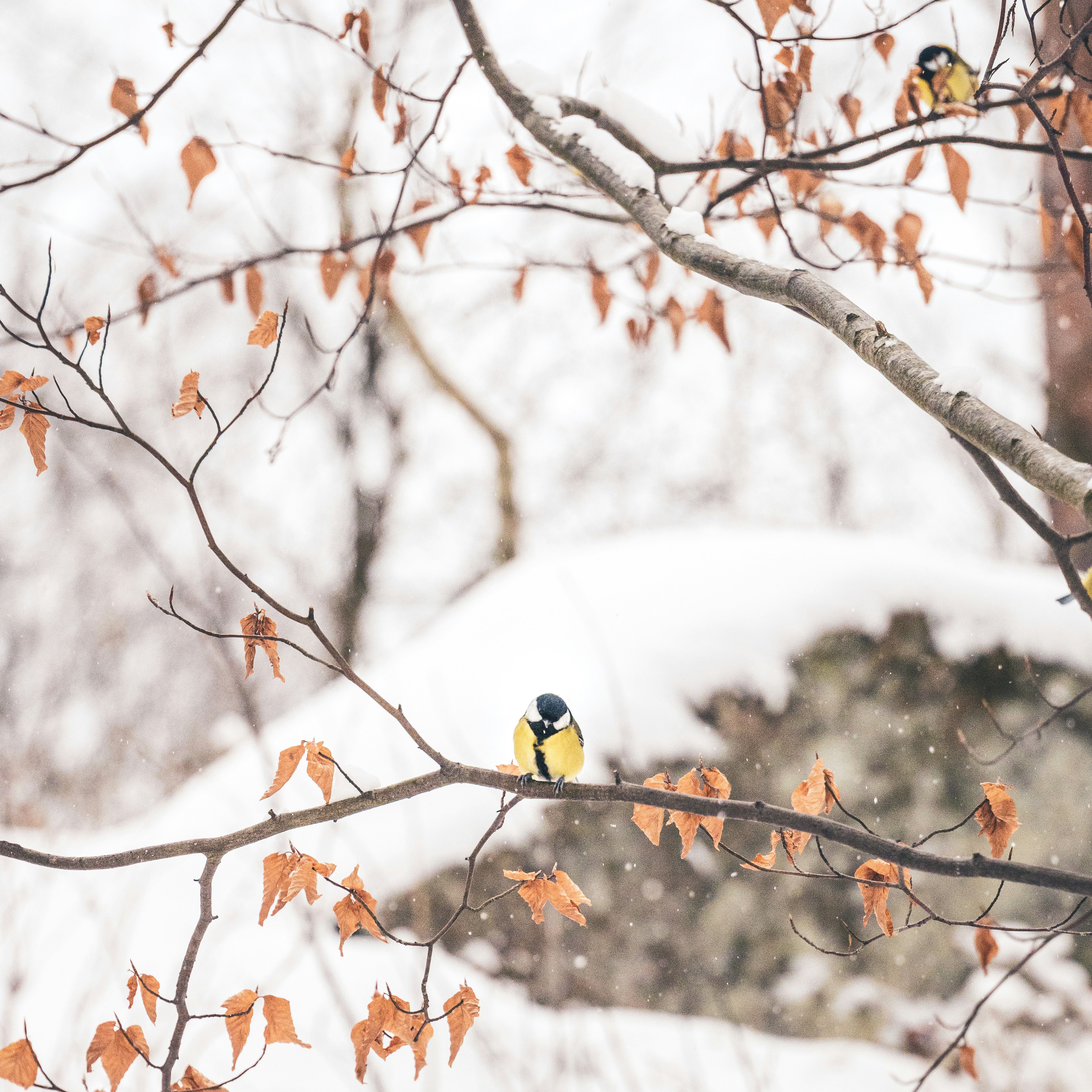 Photo by raedkasrawani