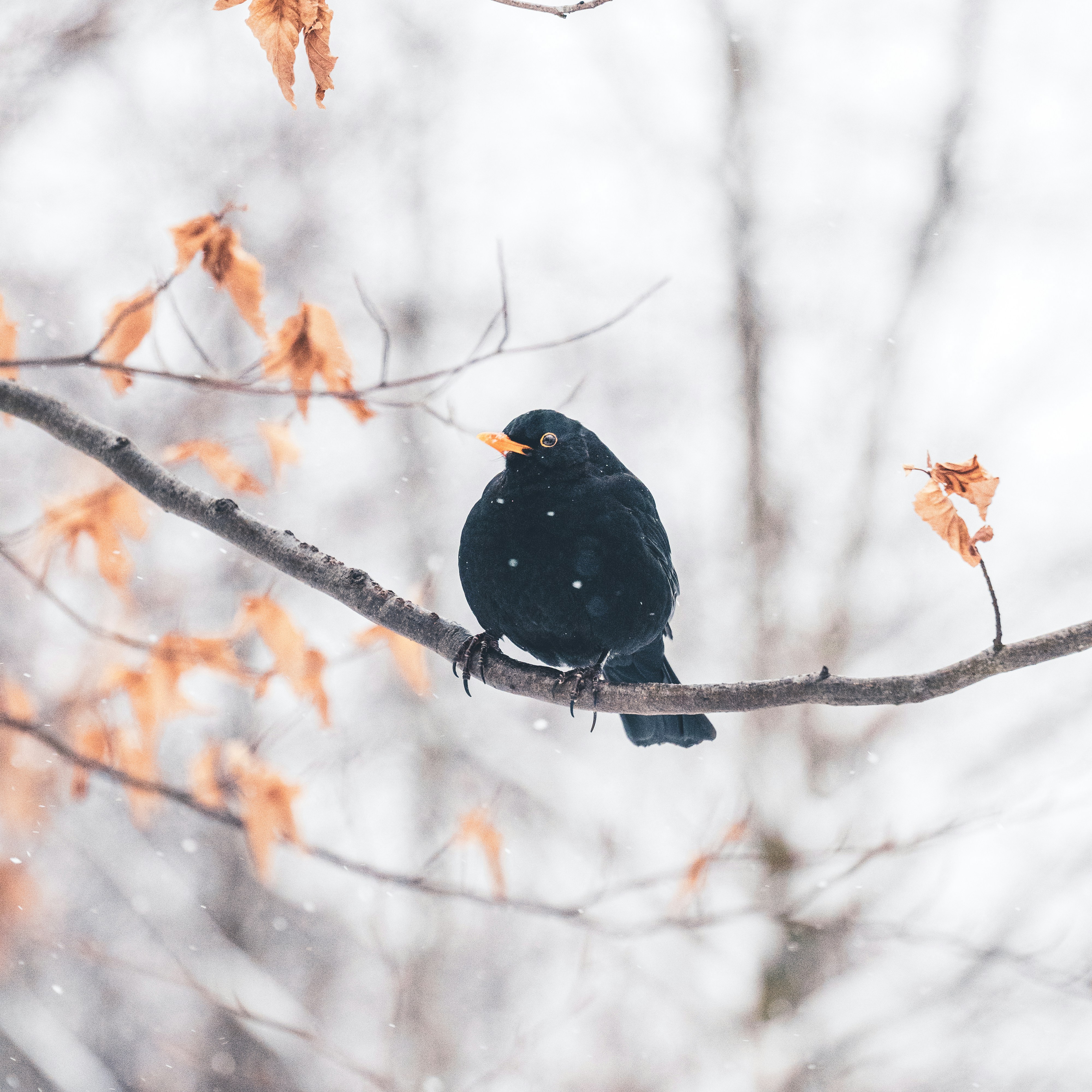 Photo by raedkasrawani