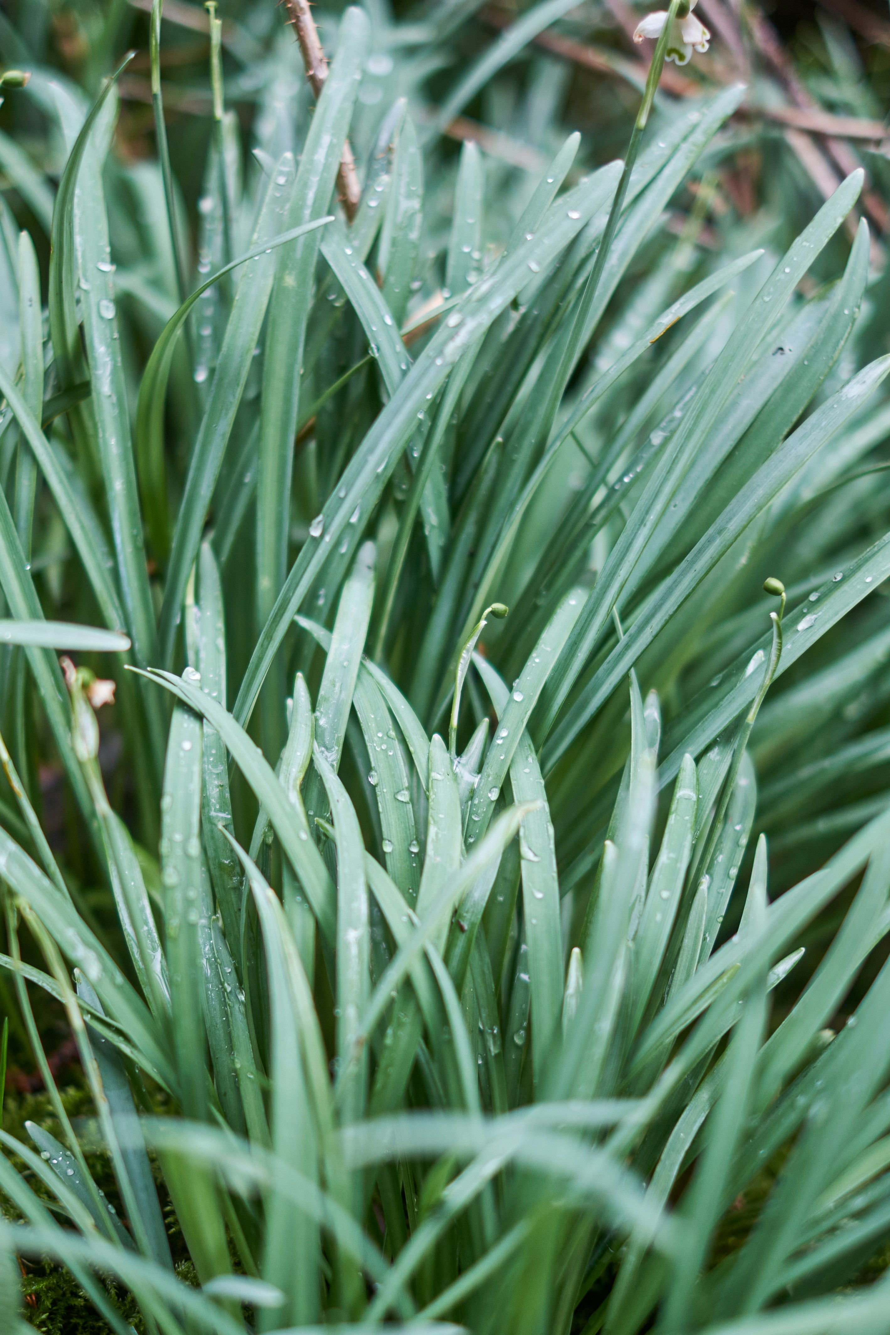 Photo by frostroomhead