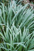 a close up of a plant with water droplets on it