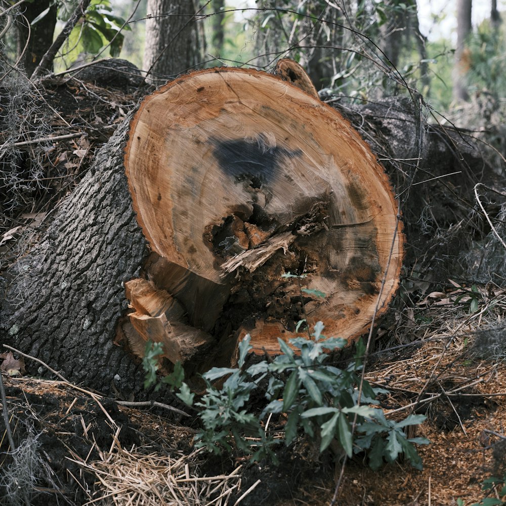 a tree that has been cut down in the woods