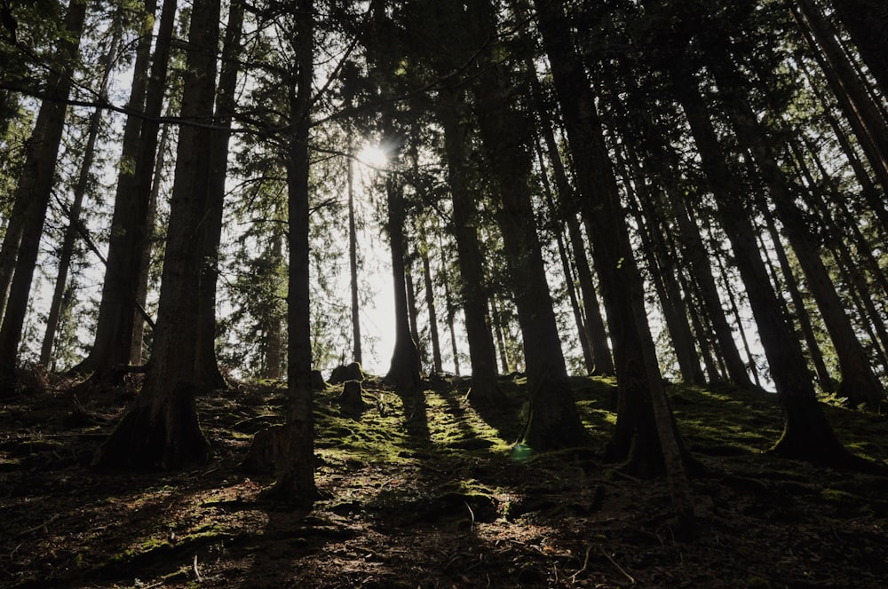 the sun shines through the trees in the forest