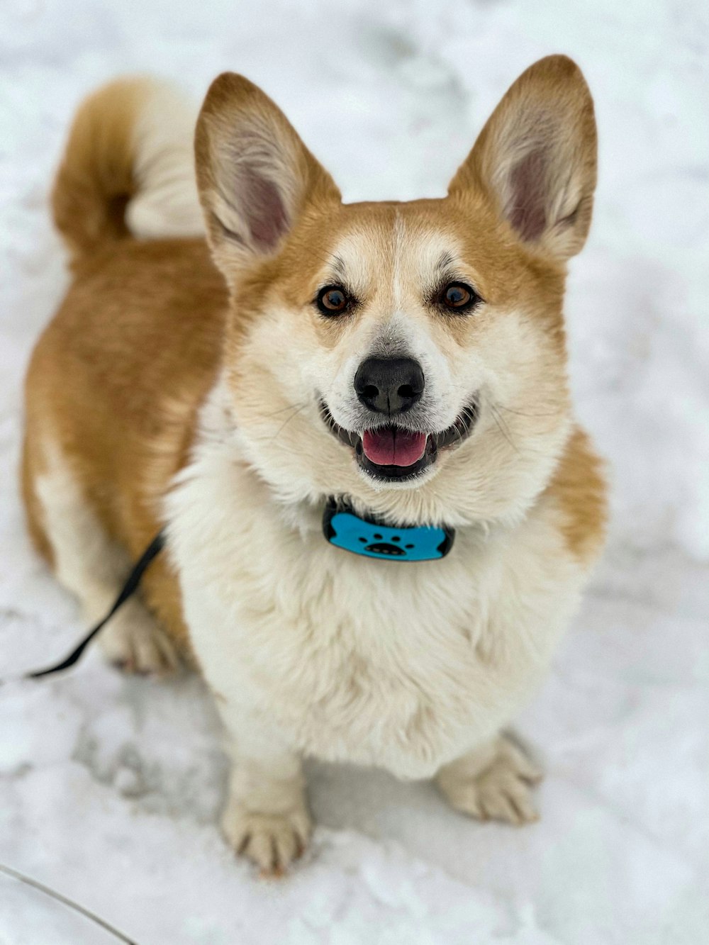 a brown and white dog sitting in the snow