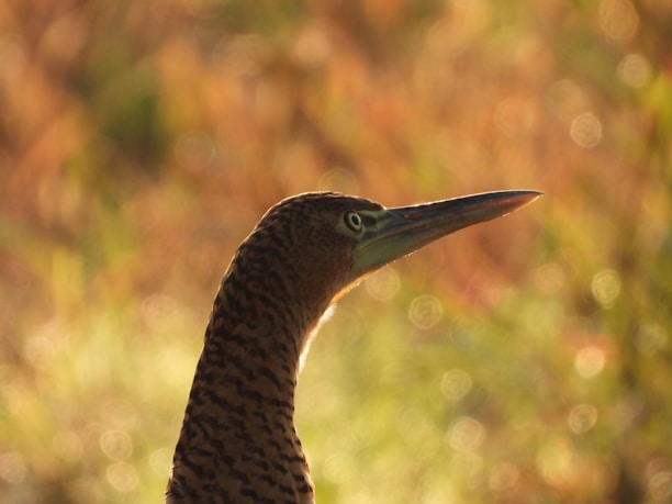 The image features a close-up of a bird with a long, pointed beak and features intricate feather patterns. The background is blurred, showcasing a warm, golden bokeh effect created by sunlight, giving a peaceful and serene atmosphere.