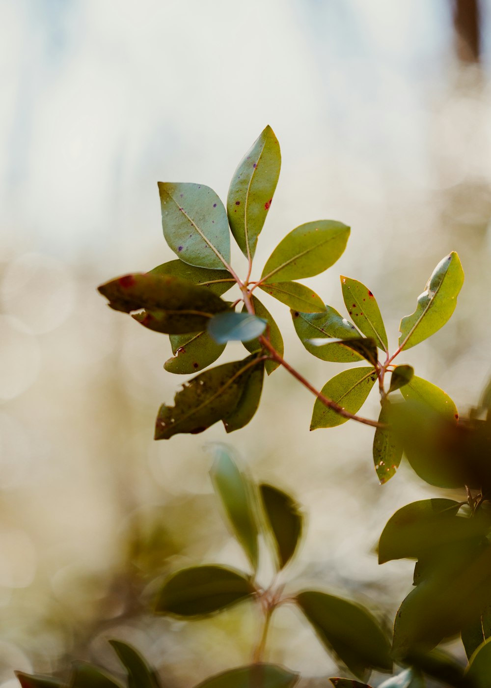 a branch of a tree with green leaves