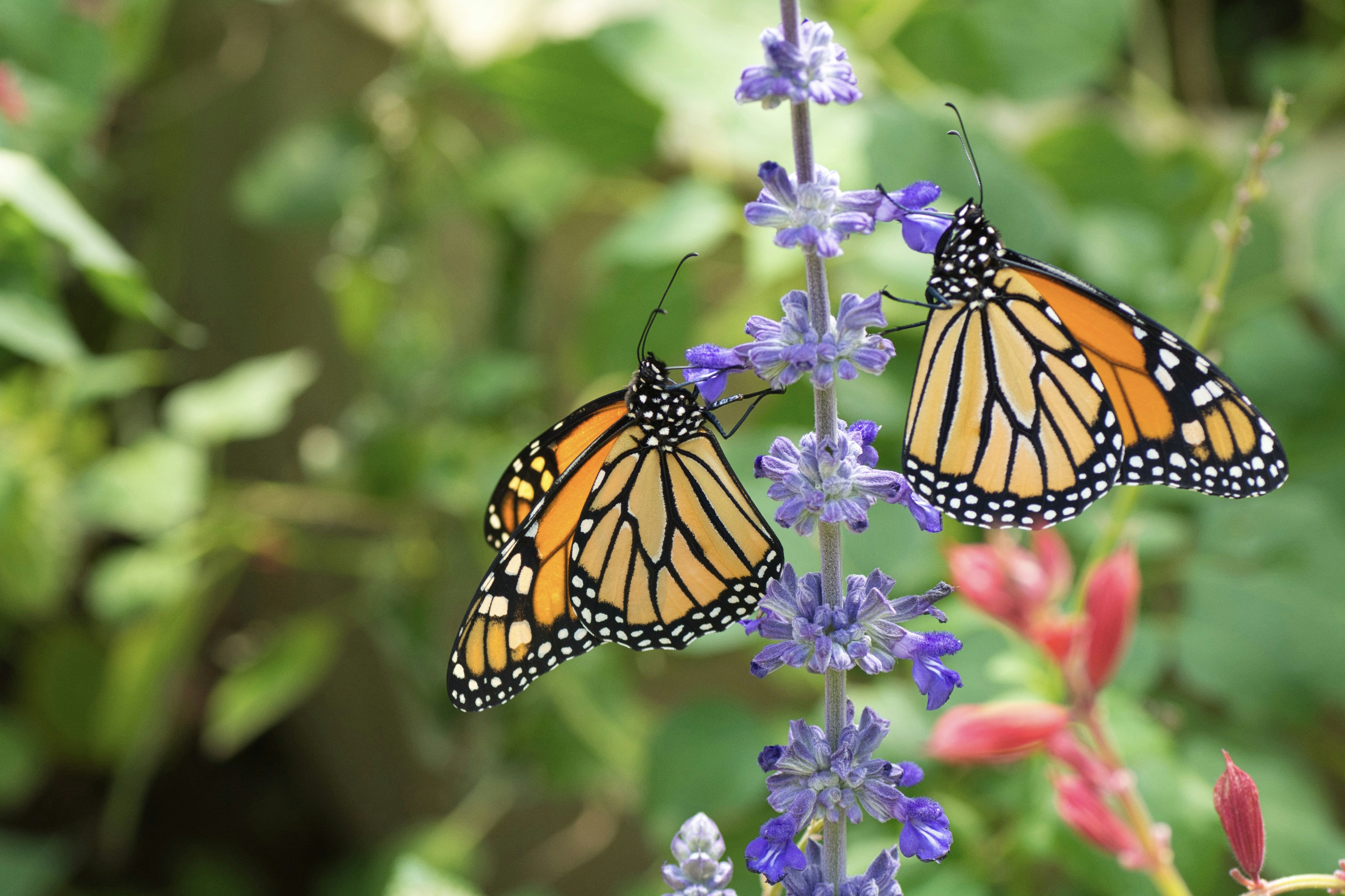 a couple of monarch butterflies sitting on top of a purple flower