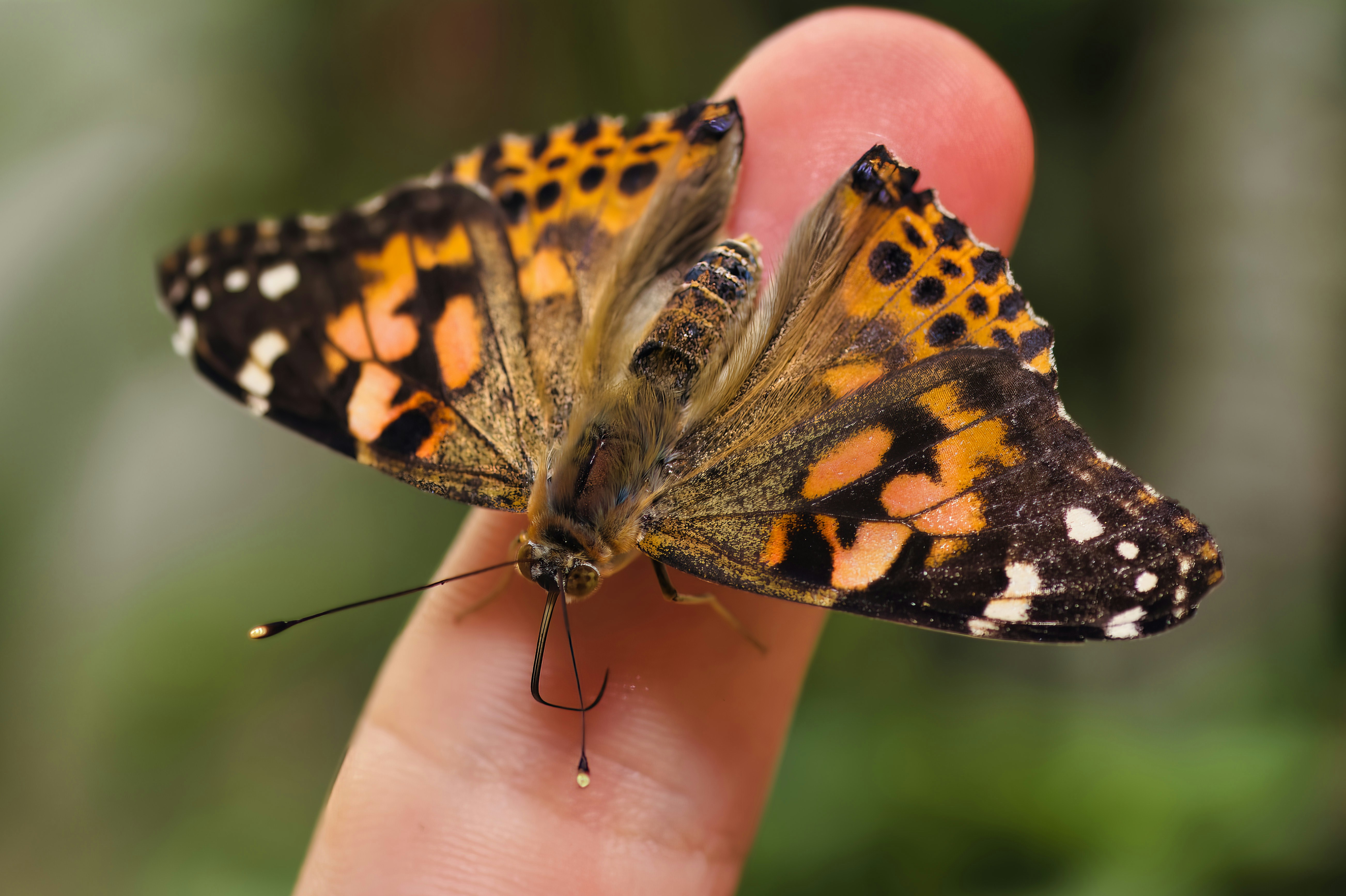 a close up of a butterfly on a person's finger