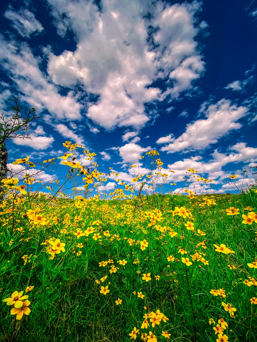 a field full of yellow flowers under a cloudy blue sky