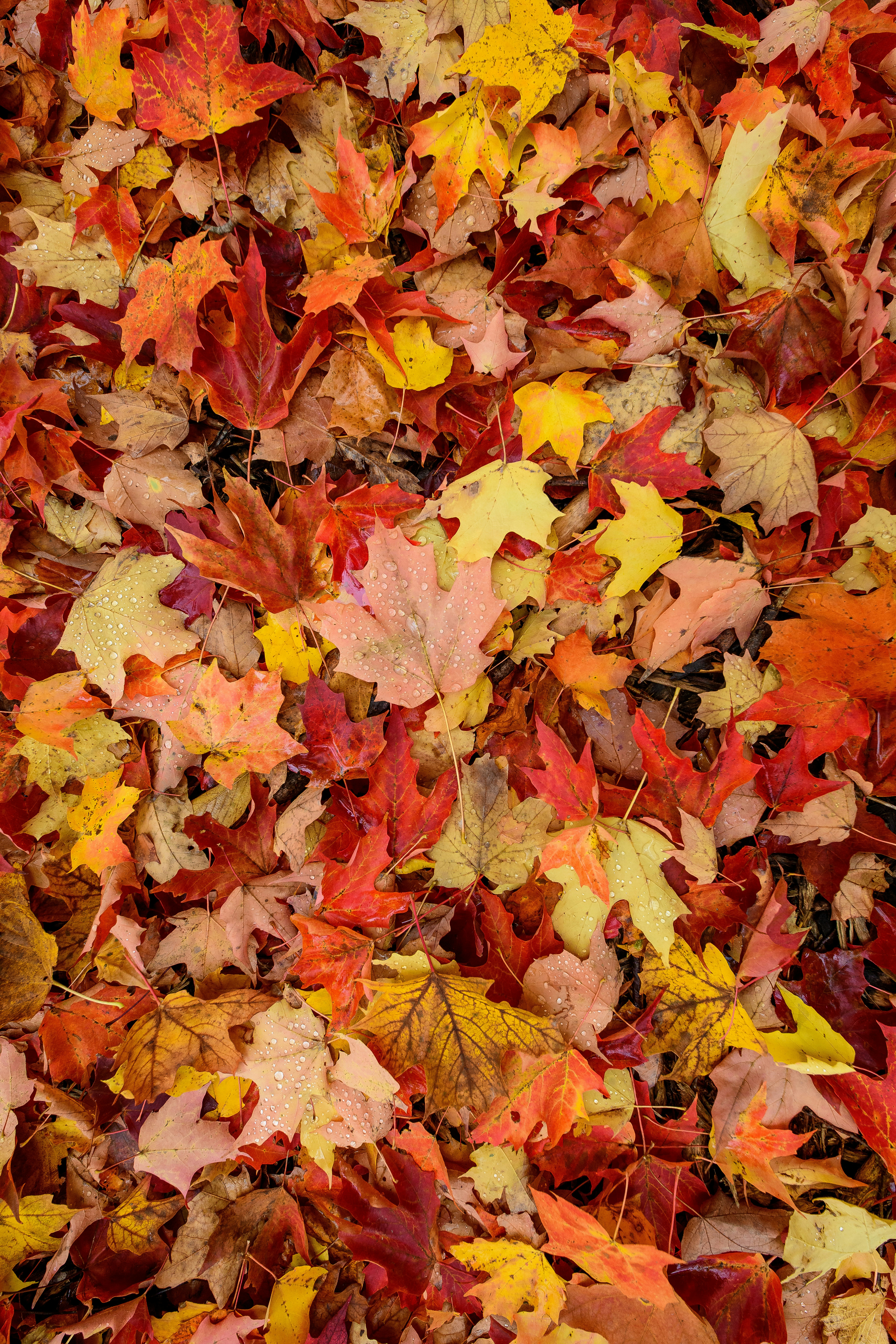 Photo by georgerosema