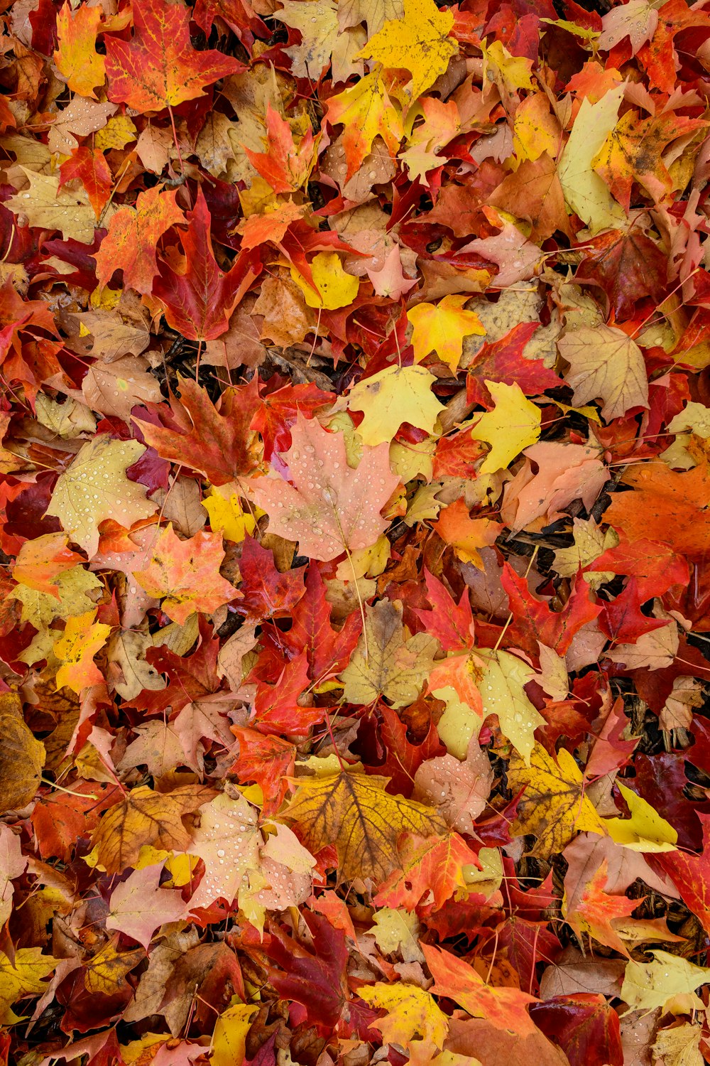 a bunch of leaves that are laying on the ground