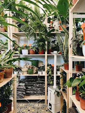 A small indoor garden setup with multiple wooden shelves filled with a variety of potted plants, including ferns, snake plants, and other leafy greens. The setup includes a white humidifier on the floor and several bags of potting soil on one of the shelves. The space is organized and lush, with vibrant green foliage.