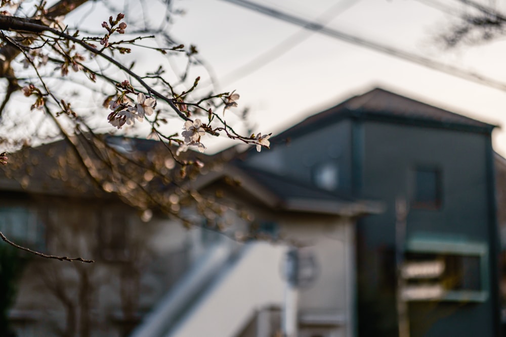 Une maison avec un arbre devant elle