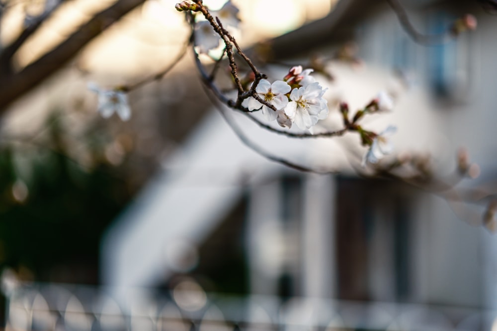 a branch of a tree with white flowers in front of a house