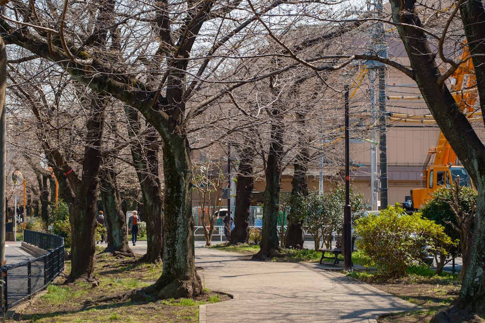 a tree lined sidewalk in a city park