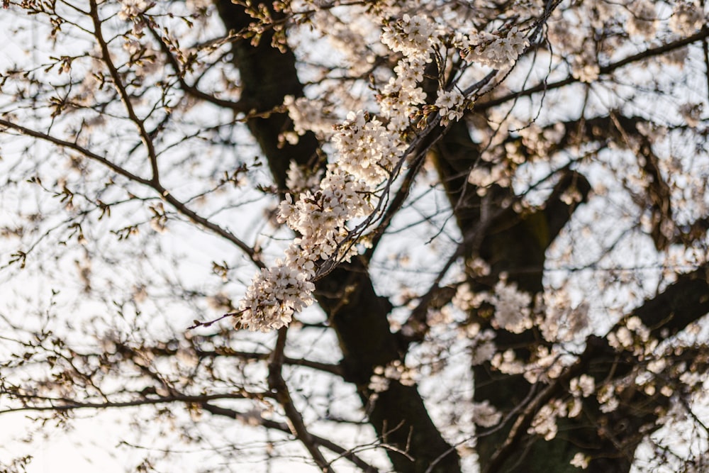 a tree with a bunch of white flowers on it