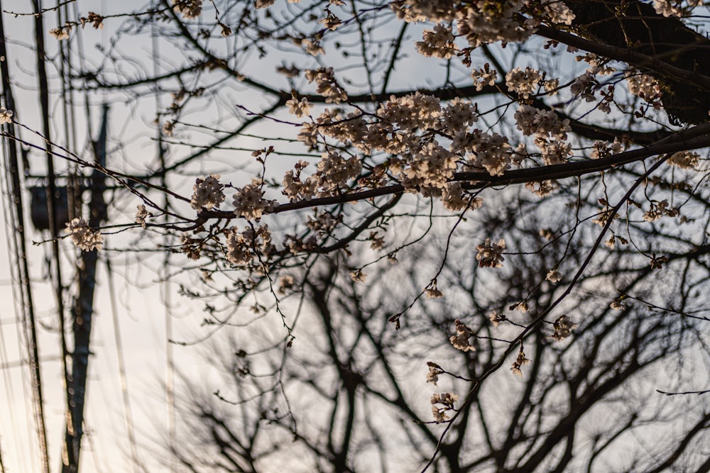 a street sign in front of a tree with white flowers