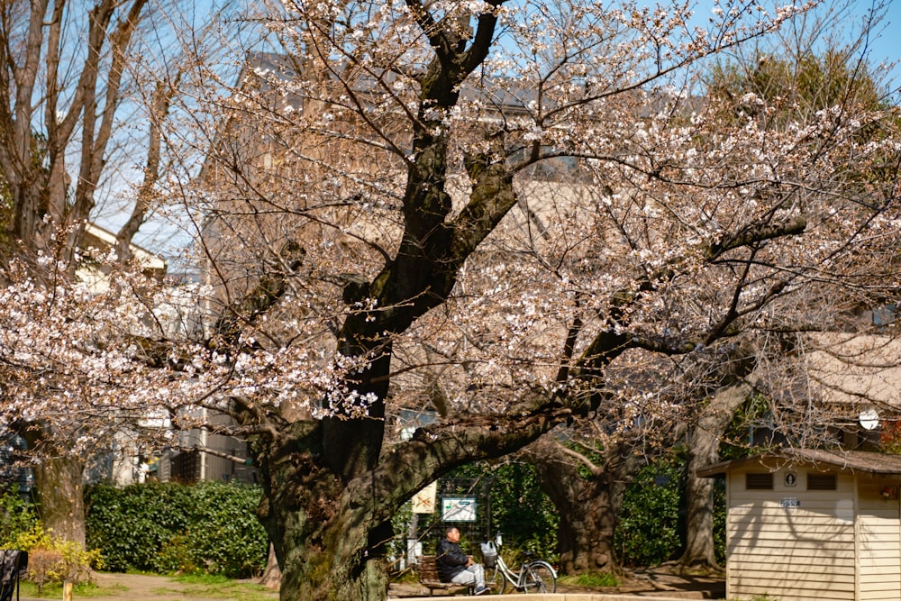 a man sitting on a bench under a tree