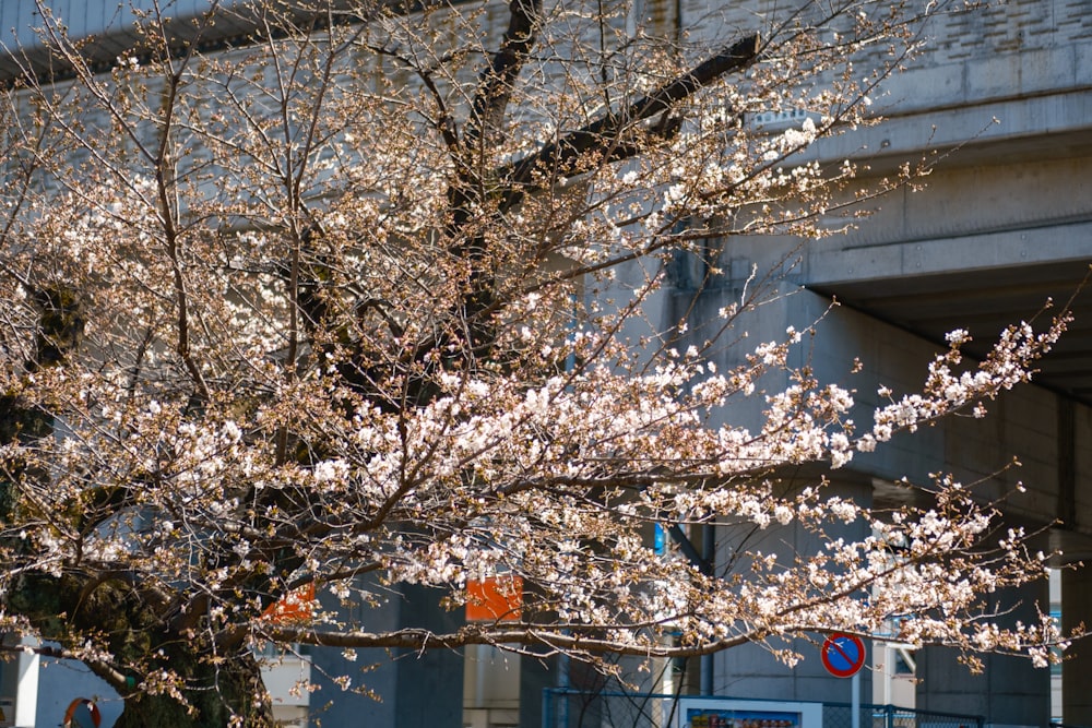 a tree with white flowers in front of a building