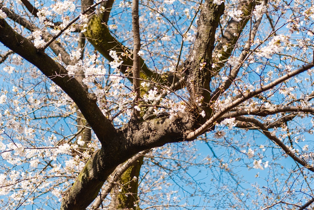 a tree with white flowers and a blue sky in the background