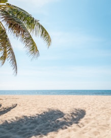 a palm tree casts a shadow on a sandy beach