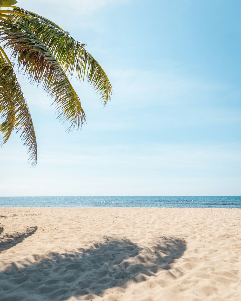 a palm tree casts a shadow on a sandy beach