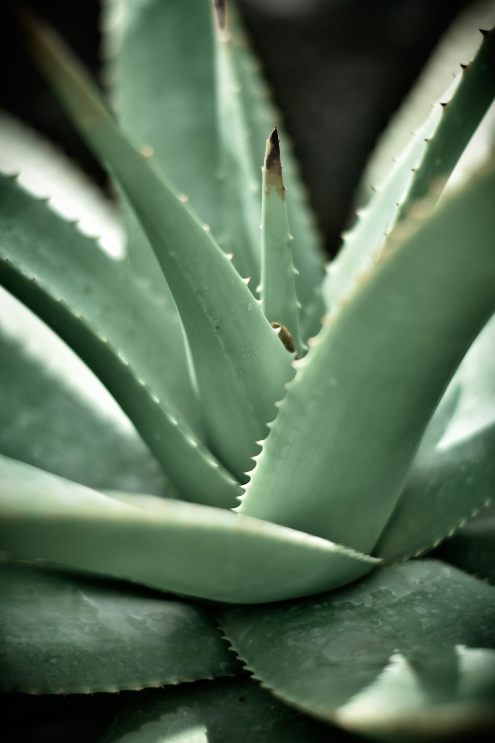 a close up of a green plant with leaves