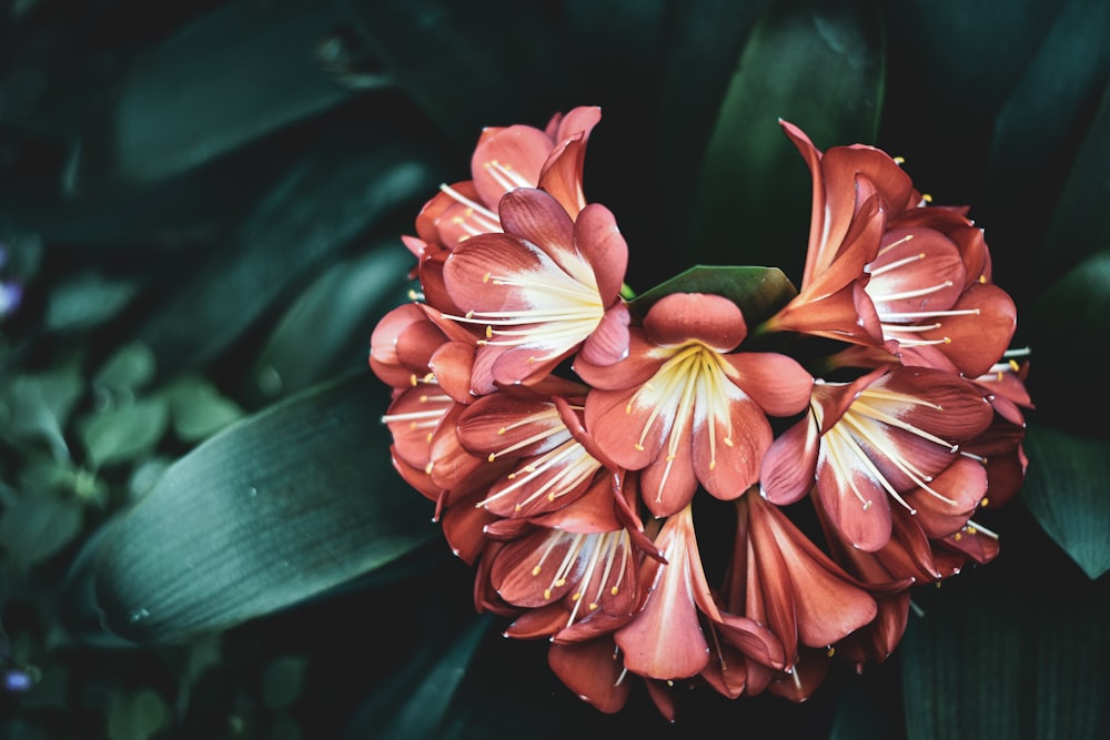 a close up of a red flower with green leaves in the background