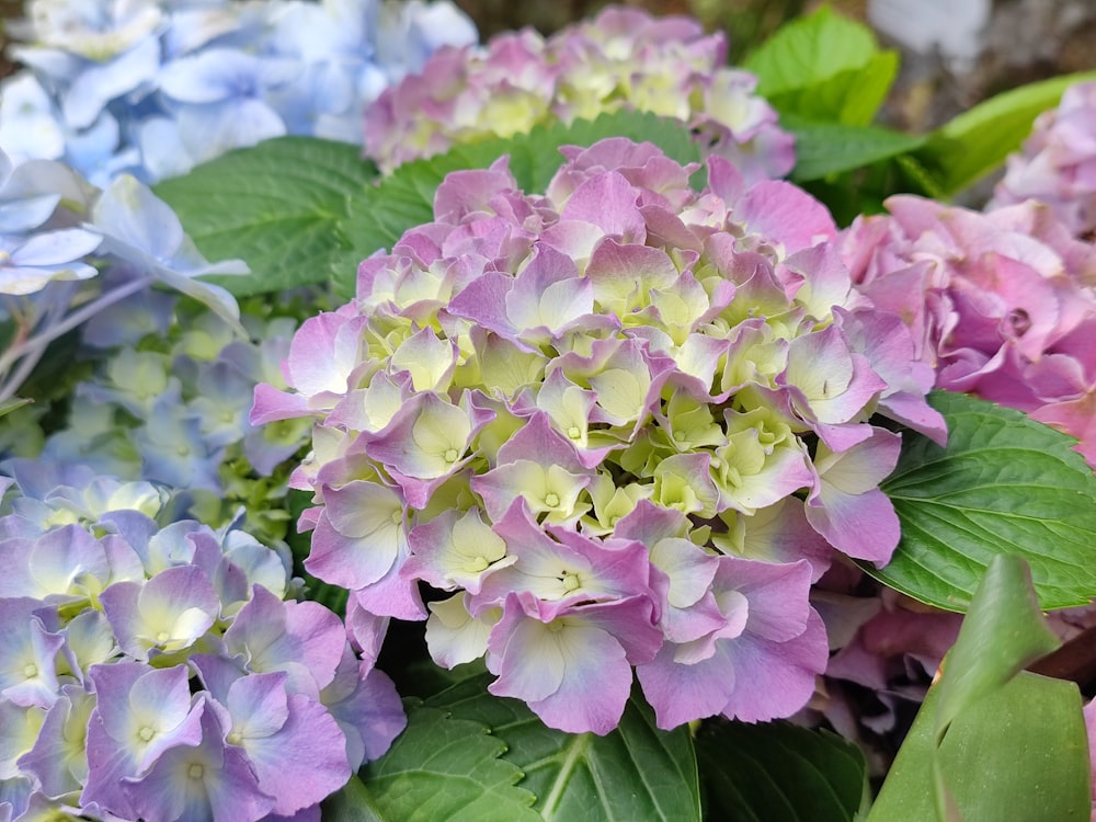 a close up of a bunch of flowers