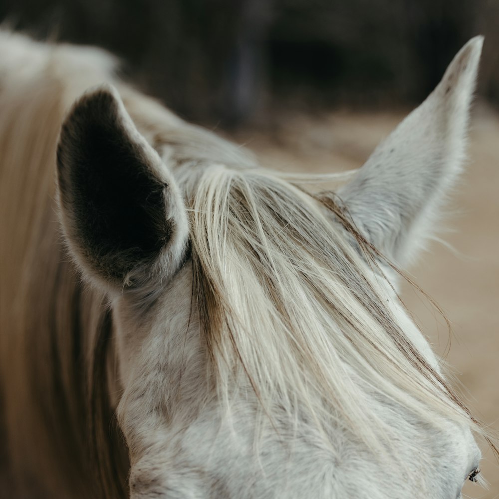 a close up of a horse's face with a blurry background