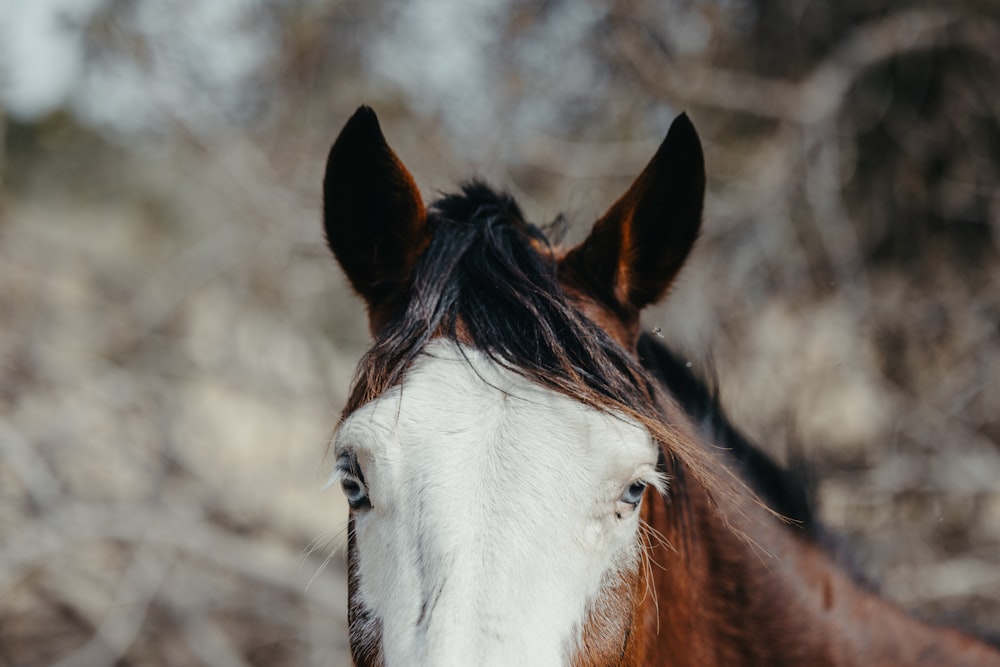 a brown and white horse standing in a field