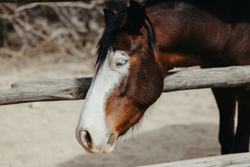 a brown and white horse standing next to a wooden fence