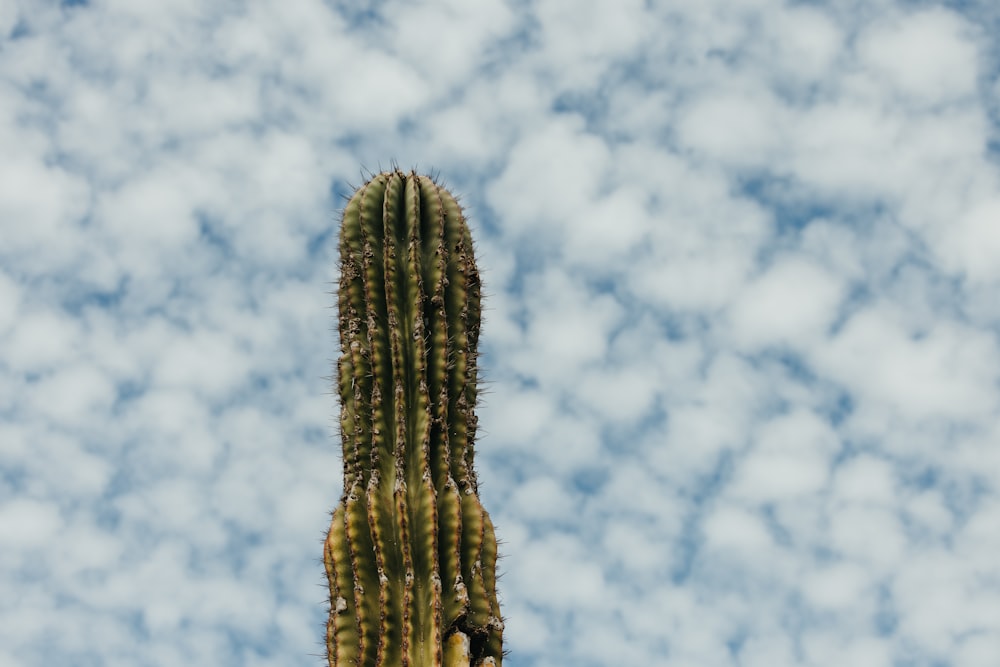 a tall cactus standing in front of a cloudy blue sky