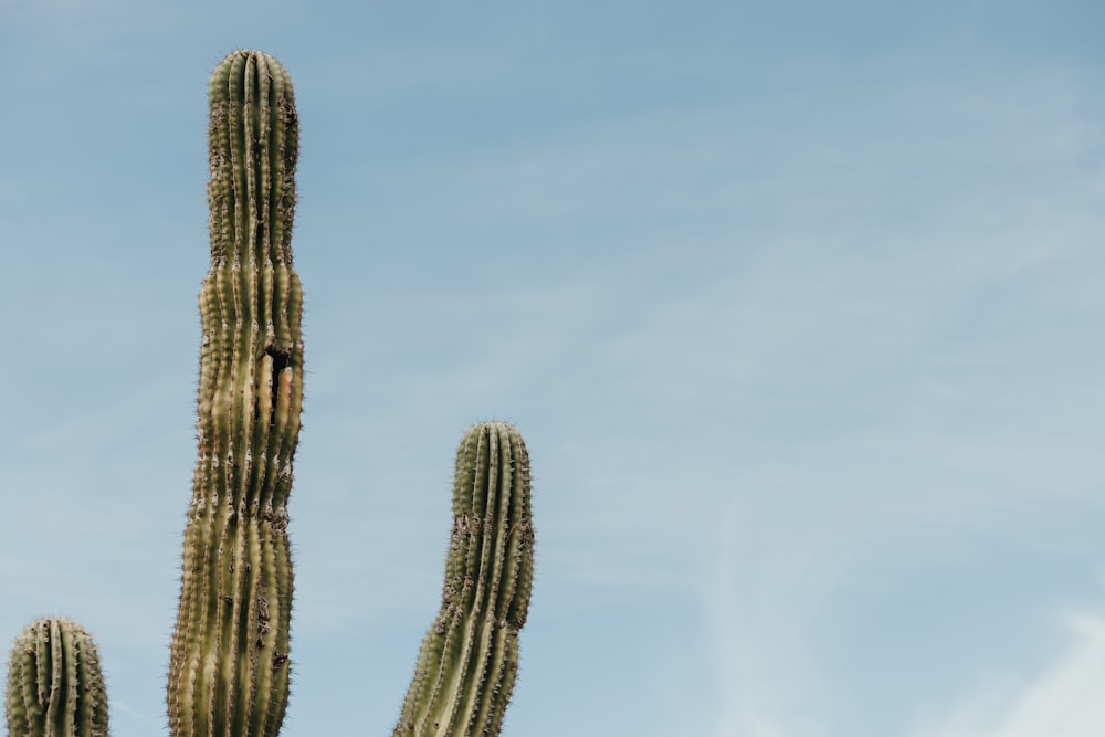 a large cactus with a sky background