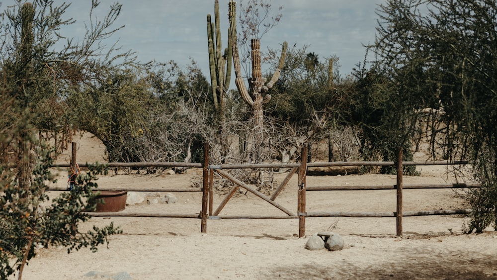 a fenced in area with a cactus in the background