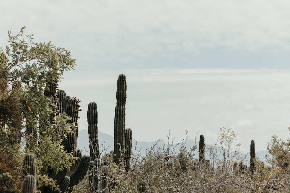 a group of cactus trees in the desert