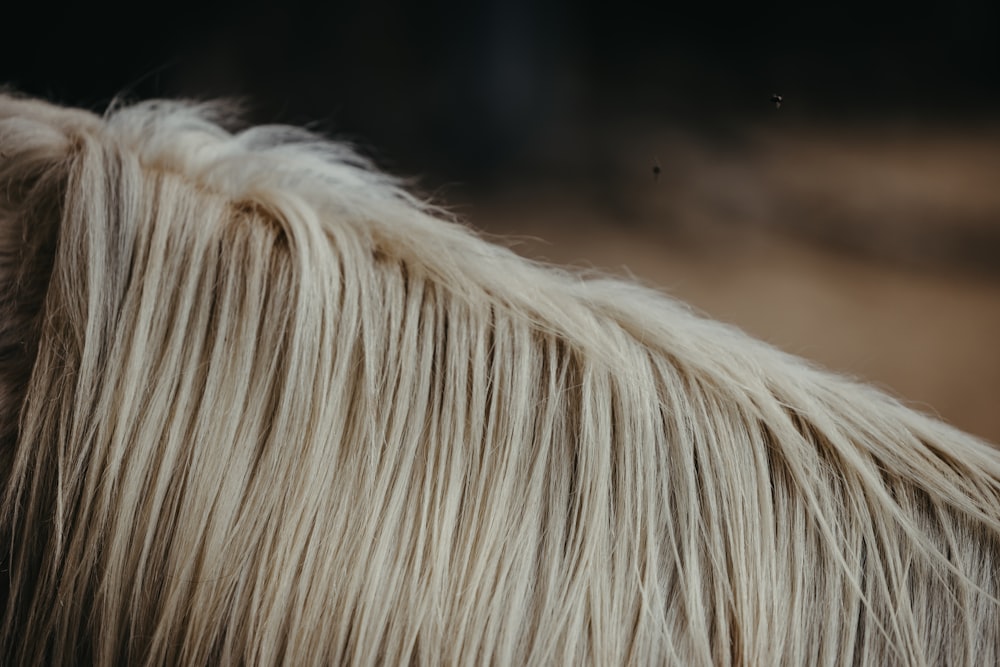 a close up of a white horse with long hair