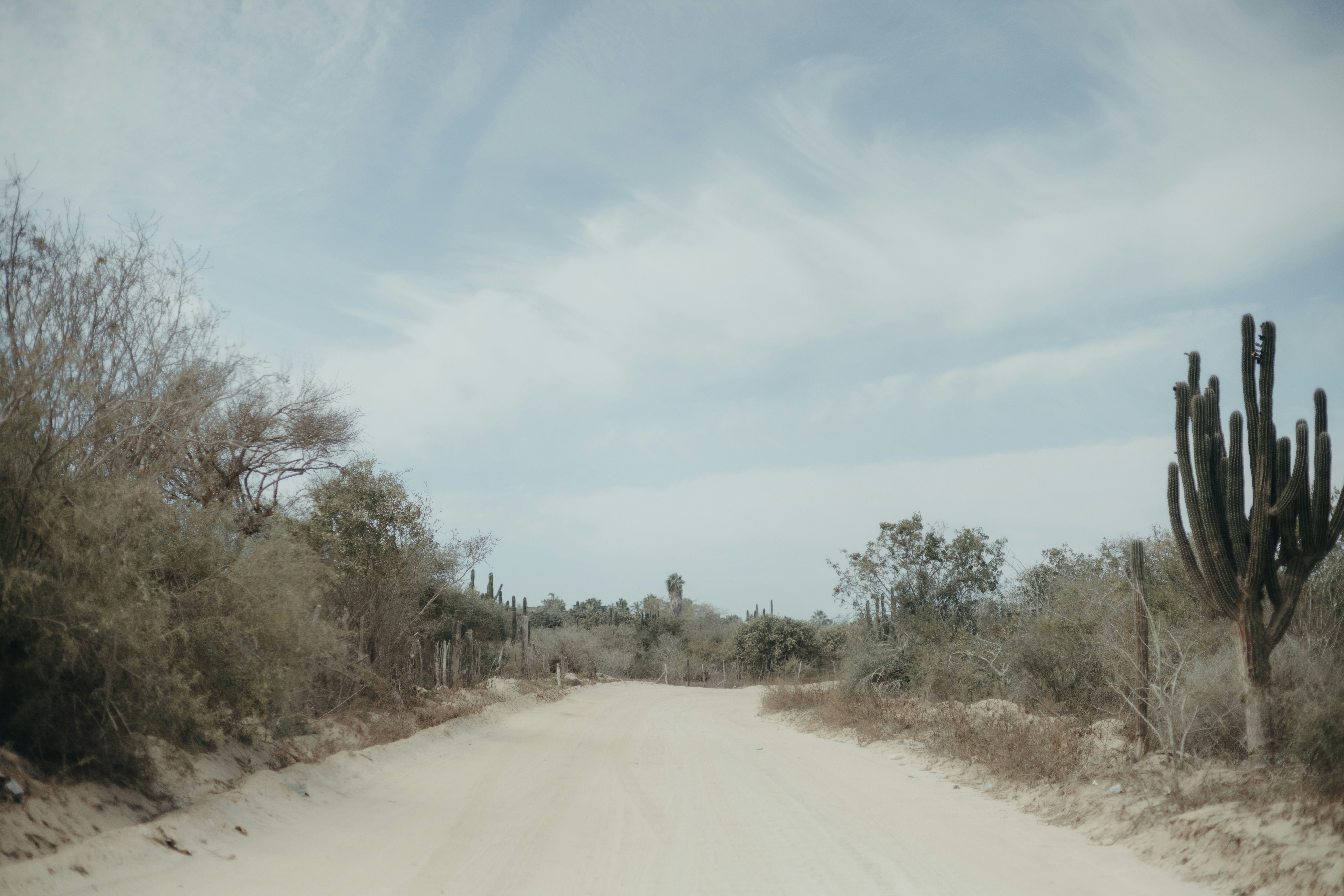 a dirt road surrounded by trees and bushes