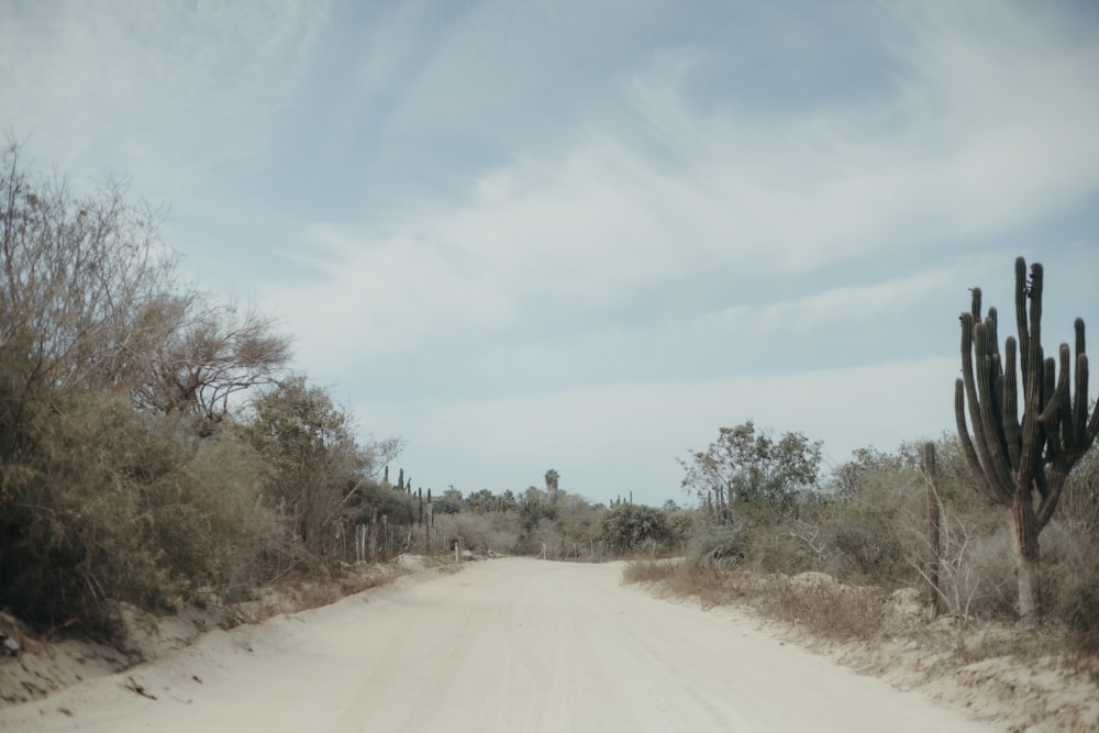 a dirt road surrounded by trees and bushes