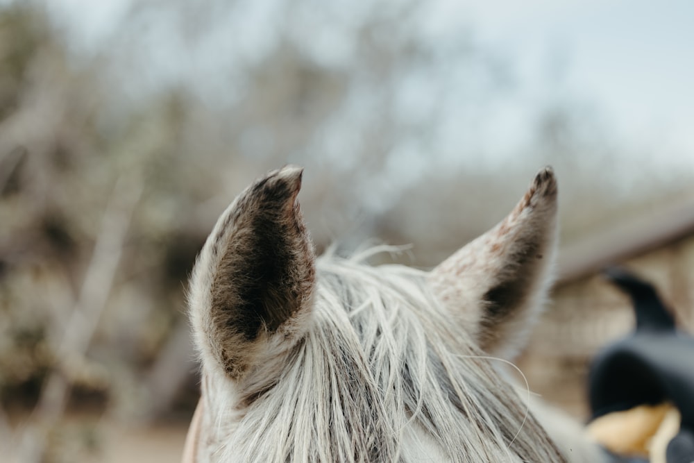 a close up of a horse's face with trees in the background