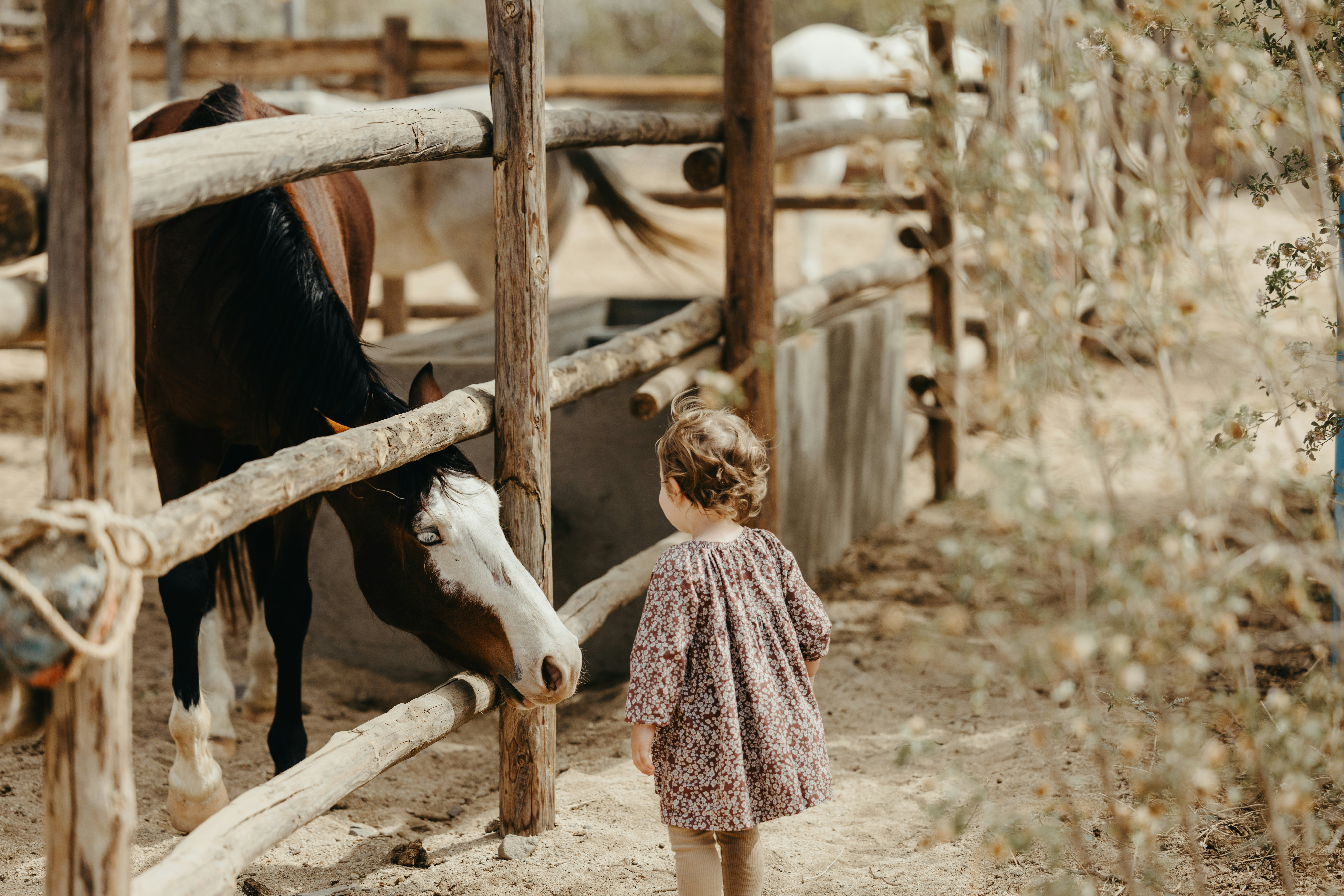 Interagire con gli animali migliora la salute dei microbioma dei bambini post image