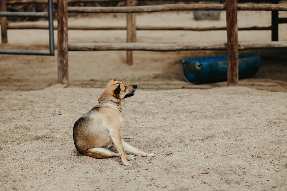 a dog sitting in the sand in a fenced in area