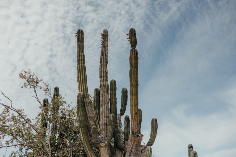 a large cactus tree with a sky background