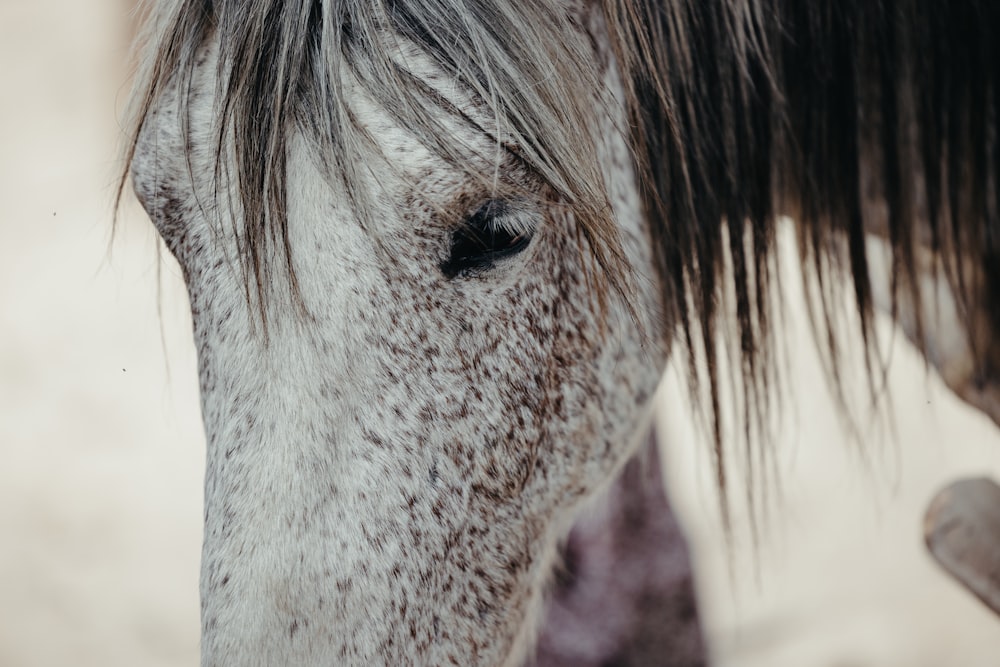 a close up of a horse's face with a blurry background