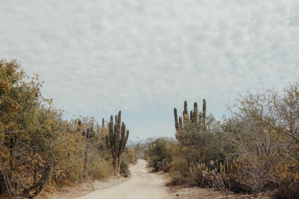 a dirt road surrounded by trees and bushes