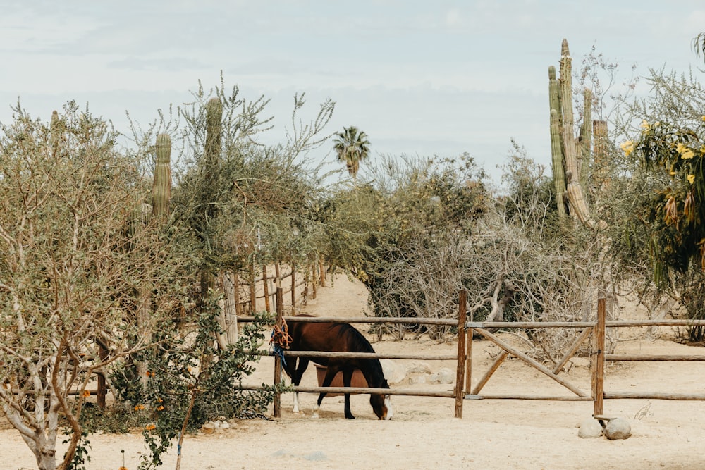 a brown horse standing next to a wooden fence