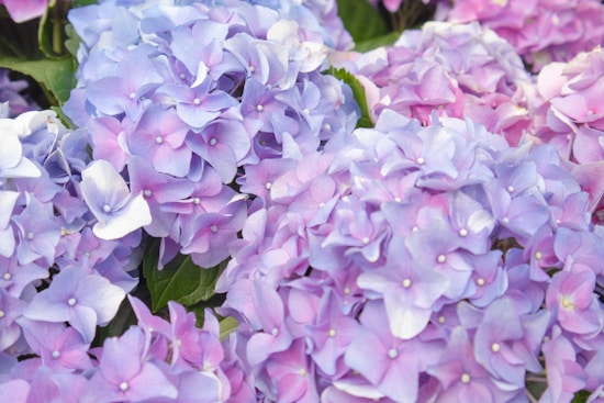 A close-up of vibrant hydrangea flowers in shades of purple, lilac, and pink with lush green leaves peeking through. The petals are soft and delicate, creating a lush, abundant look.