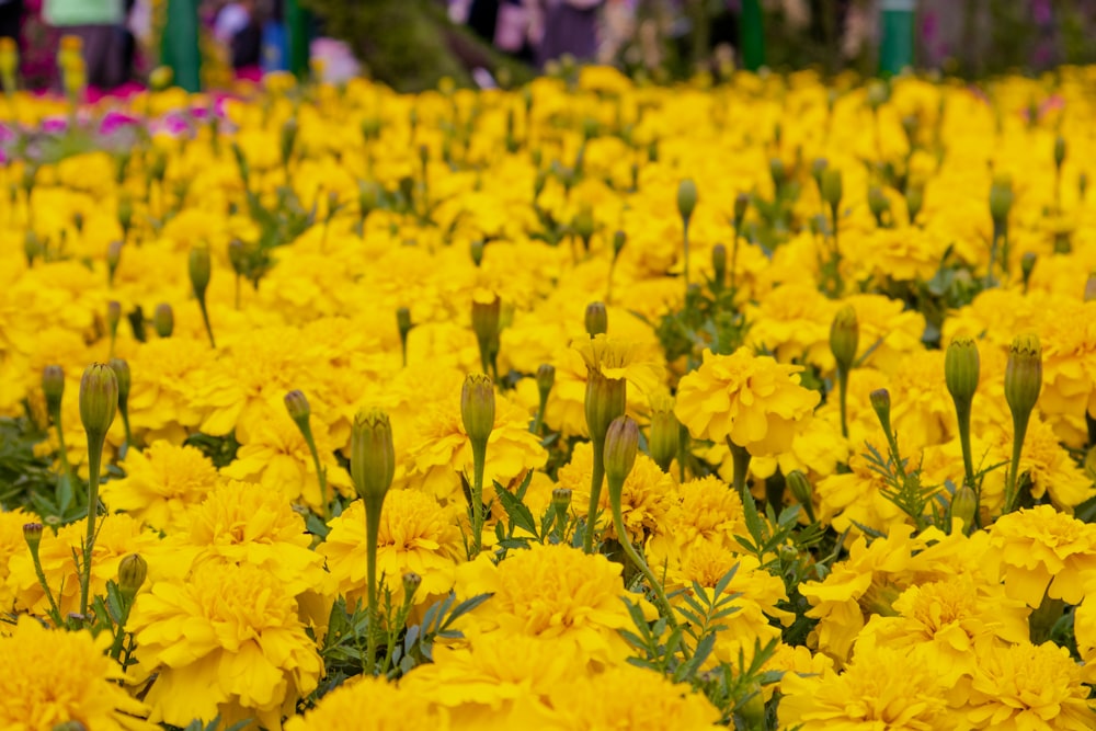 a field of yellow flowers with people in the background