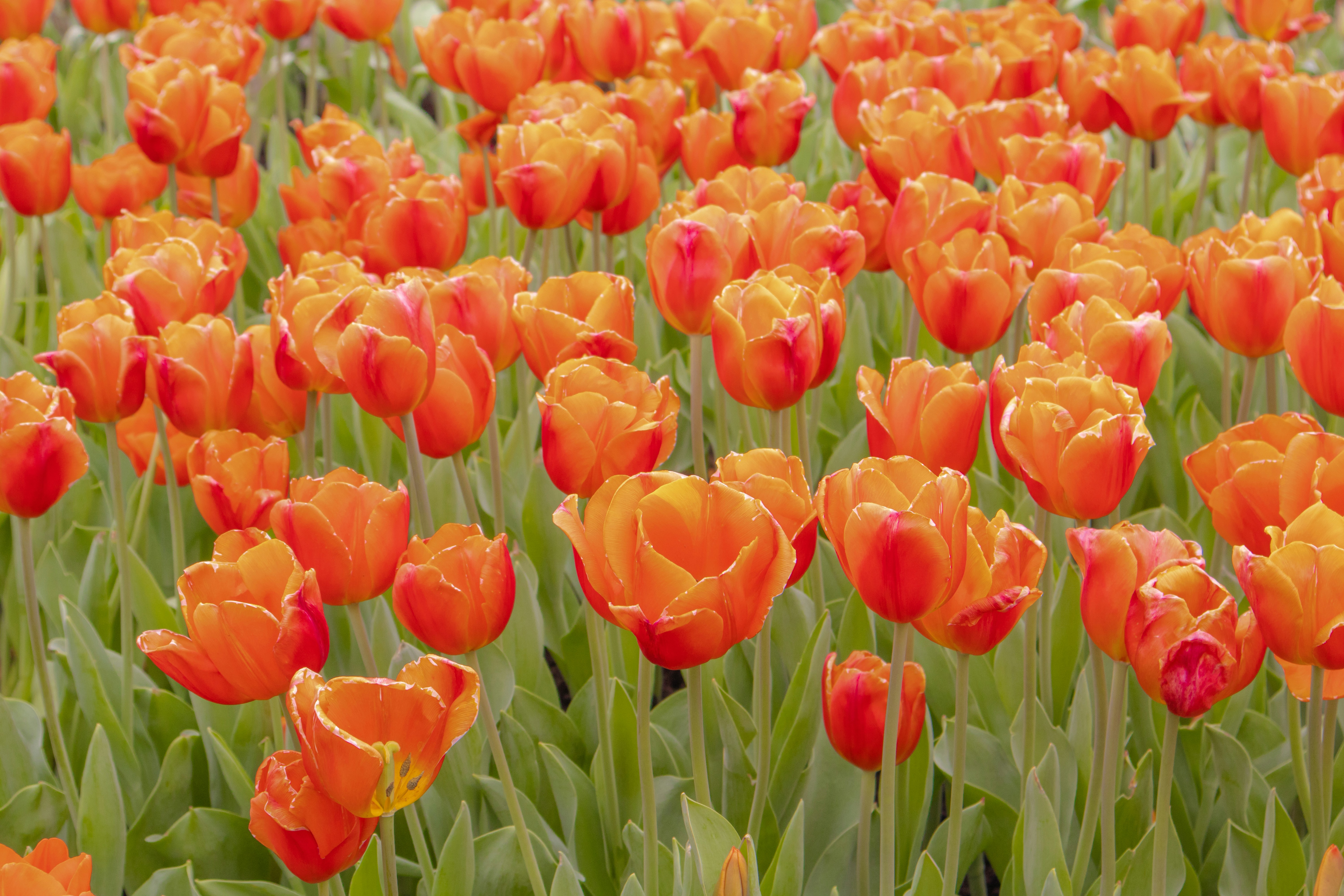 Un campo lleno de flores naranjas y rojas foto – Imagen de Fondo de pantalla  gratuita en Unsplash, image size:3000x2000